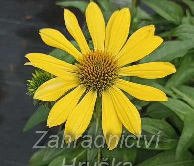 Echinacea Sombrero Lemon Yellow