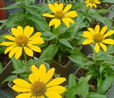 Echinacea Sombrero Lemon Yellow