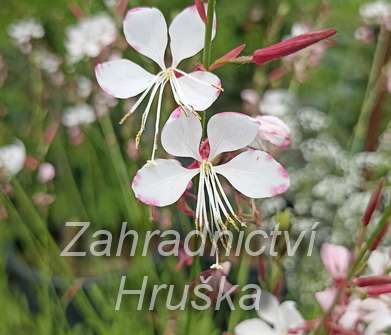 Gaura lindheimeri Gambit Rose Bicolor