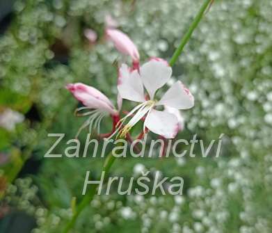 Gaura lindheimeri Gambit Rose Bicolor
