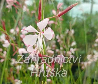 Gaura lindheimeri Gambit Rose Bicolor