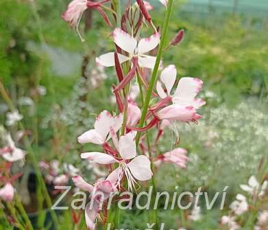 Gaura lindheimeri Gambit Rose Bicolor