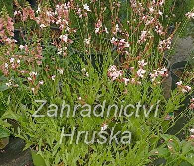 Gaura lindheimeri Gambit Rose Bicolor