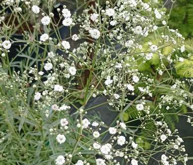 Gypsophila paniculata Festival White