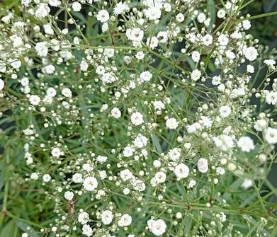 Gypsophila paniculata Festival White
