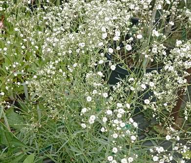 Gypsophila paniculata Festival White