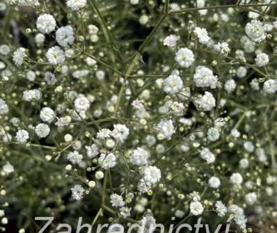 Gypsophila paniculata Festival White