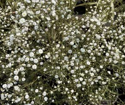 Gypsophila paniculata Festival White