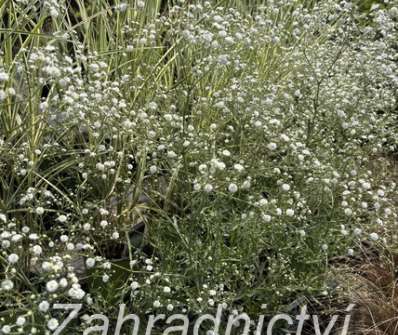 Gypsophila paniculata Festival White