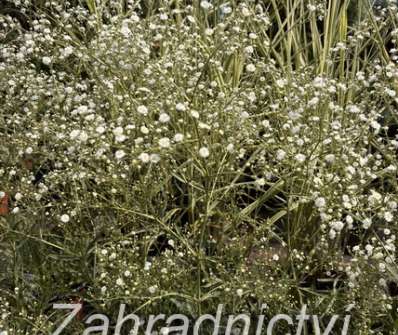 Gypsophila paniculata Festival White