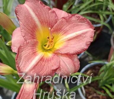 Hemerocallis Matrousjka
