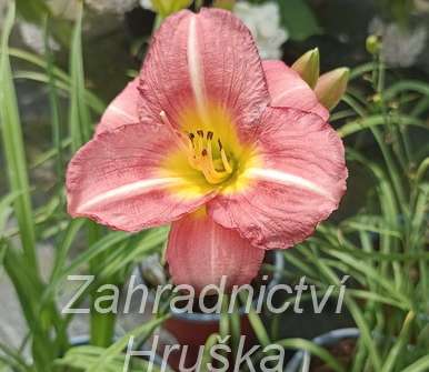 Hemerocallis Matrousjka