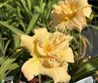 Hemerocallis Schnickel Fritz
