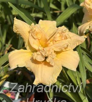 Hemerocallis Schnickel Fritz