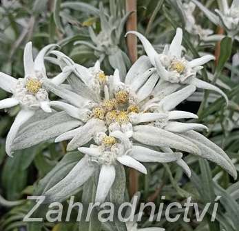 Leontopodium alpinum