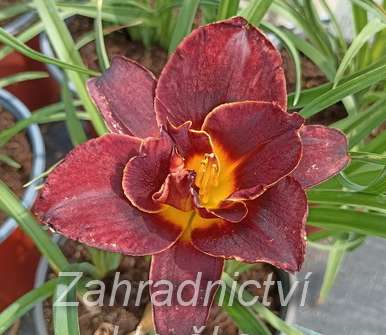 Hemerocallis Voodoo Dancer