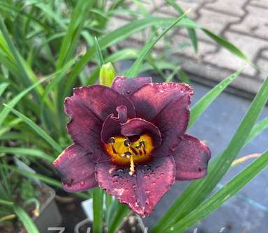 Hemerocallis Voodoo Dancer
