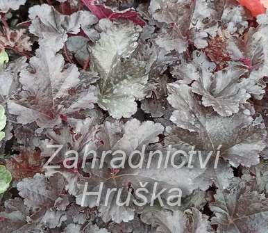 Heuchera Black Forest Cake