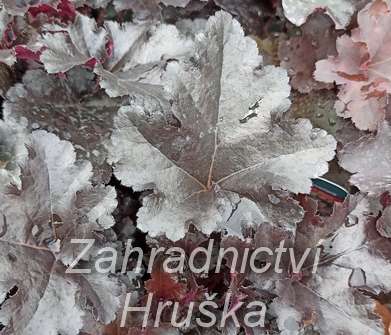 Heuchera Black Forest Cake