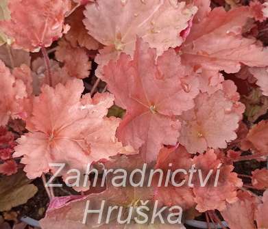 Heuchera Peachberry Ice