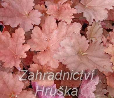 Heuchera Peachberry Ice