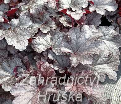 Heuchera Plum Pudding