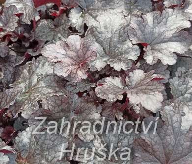 Heuchera Plum Pudding