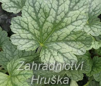 Heuchera Rex Pepermint