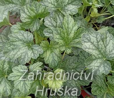 Heuchera Rex Pepermint