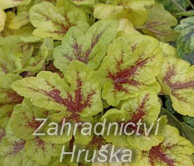 Heucherella Mojito