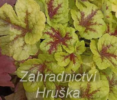 Heucherella Mojito