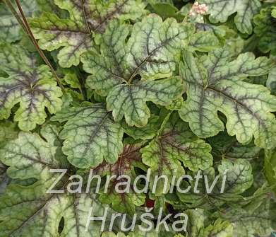 Heucherella Tapestry