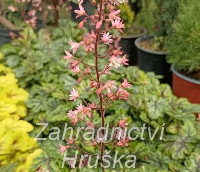 Heucherella Tapestry