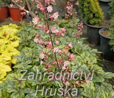 Heucherella Tapestry