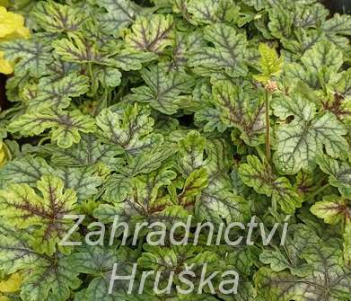 Heucherella Tapestry