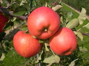 Jabloň Telse