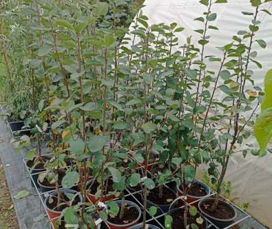 muchovník - Amelanchier Smoki