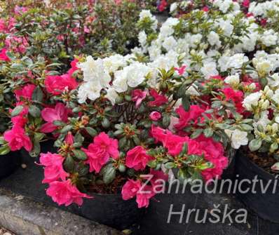 Azalea japonica 'Duo' - Schneeperle + Tornella
