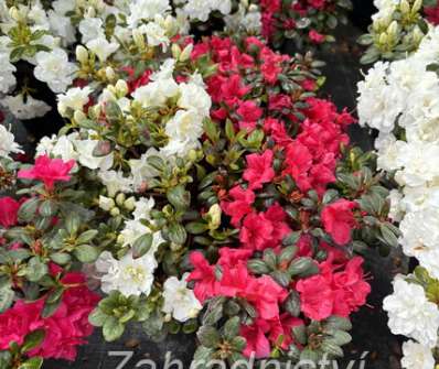 Azalea japonica 'Duo' - Schneeperle + Maruschka