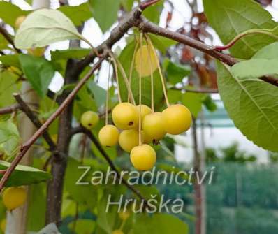 jabloň - Malus floribunda
