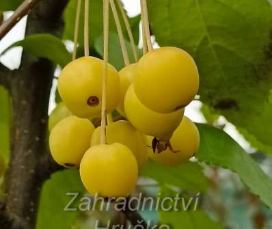 jabloň - Malus floribunda