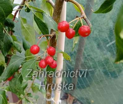 jabloň - Malus 'Red Jade'