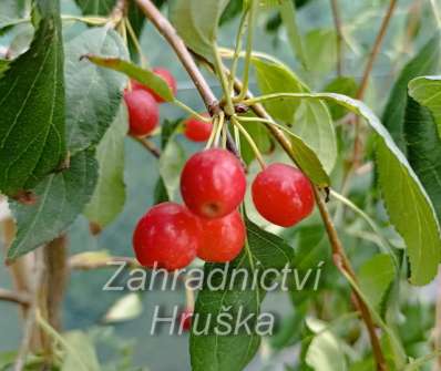jabloň - Malus 'Red Jade'