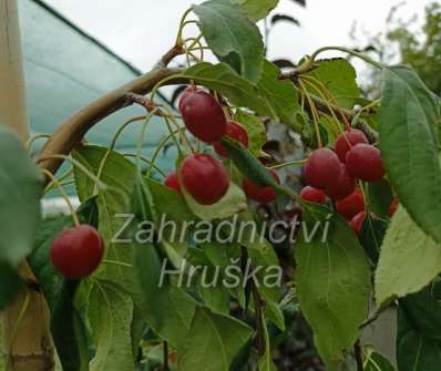 jabloň - Malus 'Red Jade'