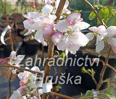jabloň - Malus 'Red Jade'