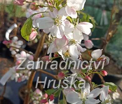 jabloň - Malus 'Red Jade'