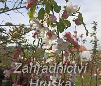 jabloň - Malus 'Red Jade'