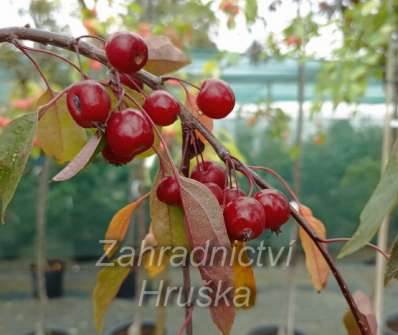 jabloň - Malus 'Royal Beauty'