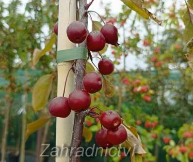 jabloň - Malus 'Royal Beauty'