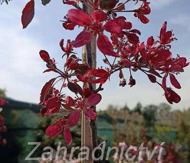 jabloň - Malus 'Royal Beauty'
